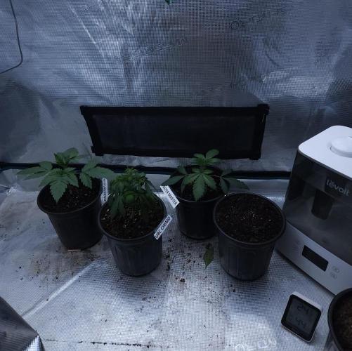 Butterbean Birdseed - Fast Flowering LSO. Week 2 - 02/14/26