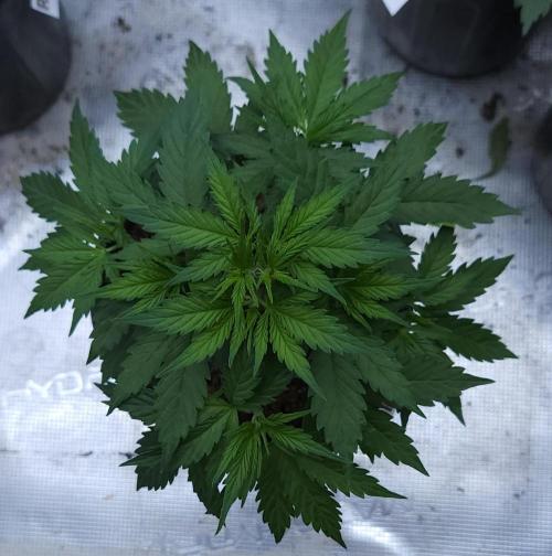 Butterbean Birdseed - Fast Flowering LSO. Week 2 - UBC Chemo (Day 23)