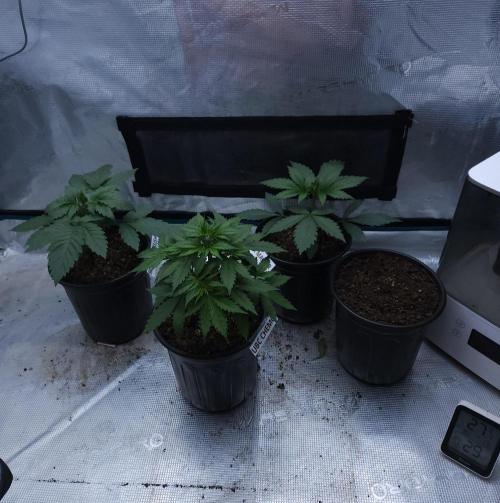 Butterbean Birdseed - Fast Flowering LSO. Week 2 - 02/16/26