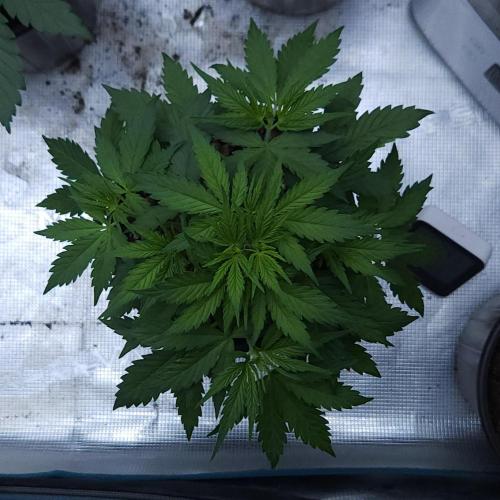 Butterbean Birdseed - Fast Flowering LSO. Week 3 - UBC Chemo (Day 24)