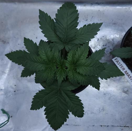 Butterbean Birdseed - Fast Flowering LSO. Week 3 - Rockstar Kush (Day 15)