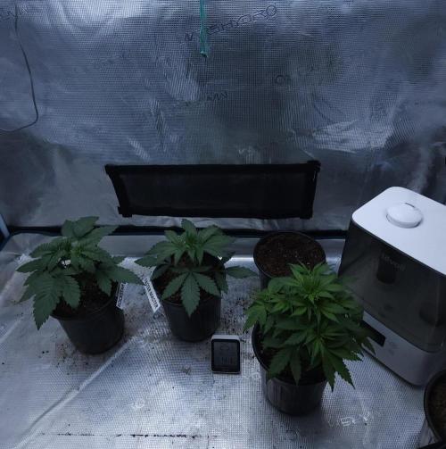 Butterbean Birdseed - Fast Flowering LSO. Week 3 - 02/17/26
