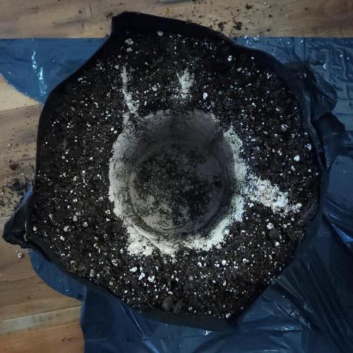 Butterbean Birdseed - Fast Flowering LSO. Week 3 - UBC Chemo (Day 26)