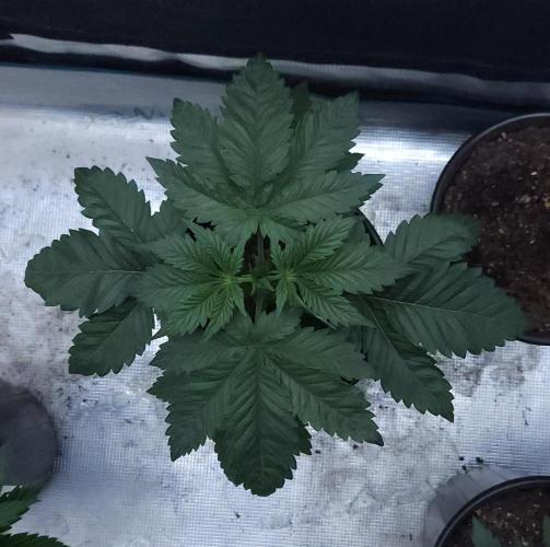 Butterbean Birdseed - Fast Flowering LSO. Week 3 - Rockstar Kush (Day 17)