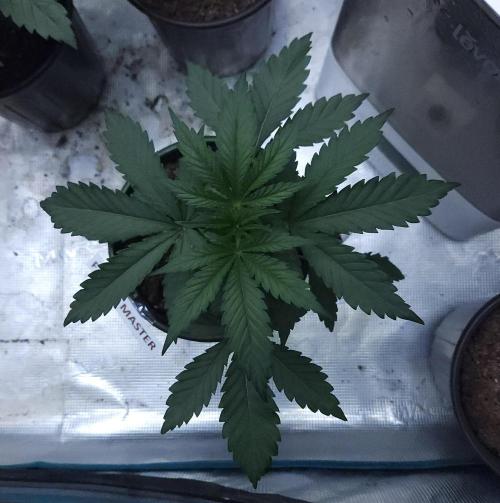 Butterbean Birdseed - Fast Flowering LSO. Week 3 - Faster Master (Day 17)