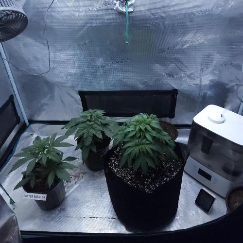 Butterbean Birdseed - Fast Flowering LSO. Week 3 - 02/19/26