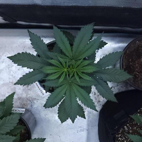 Butterbean Birdseed - Fast Flowering LSO. Week 3 - Faster Master (Day 19)