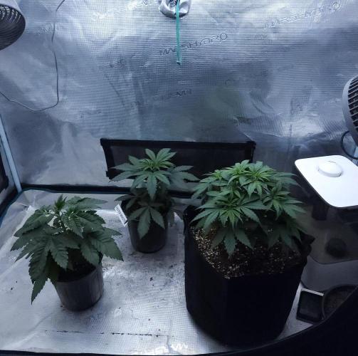 Butterbean Birdseed - Fast Flowering LSO. Week 3 - 02/21/26