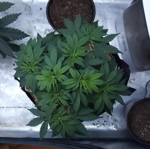 Butterbean Birdseed - Fast Flowering LSO. Week 3 - UBC Chemo (Day 30)