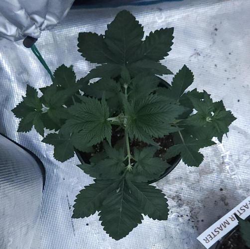 Butterbean Birdseed - Fast Flowering LSO. Week 3 - Rockstar Kush (Day 21)