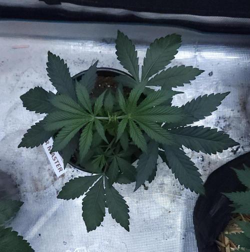 Butterbean Birdseed - Fast Flowering LSO. Week 3 - Faster Master (Day 21)