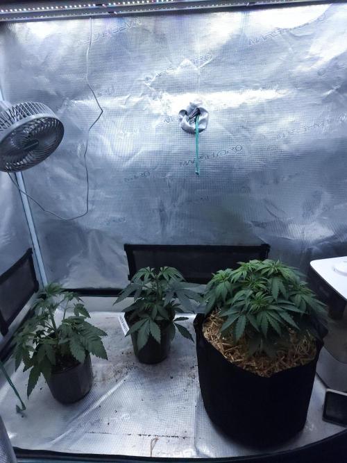Butterbean Birdseed - Fast Flowering LSO. Week 3 - 02/23/26