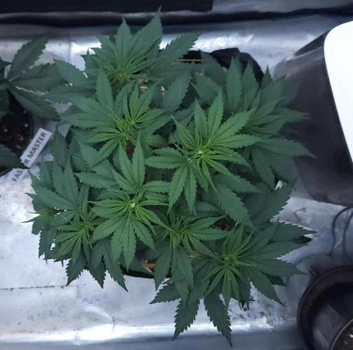 Butterbean Birdseed - Fast Flowering LSO. Week 4 - UBC Chemo (Day 31)