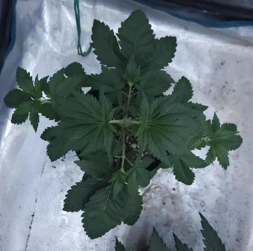 Butterbean Birdseed - Fast Flowering LSO. Week 4 - Rockstar Kush (Day 22)