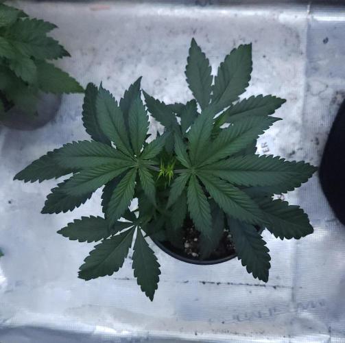 Butterbean Birdseed - Fast Flowering LSO. Week 4 - Faster Master (Day 22)