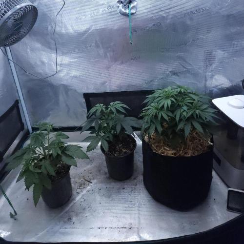 Butterbean Birdseed - Fast Flowering LSO. Week 4 - 02/24/26