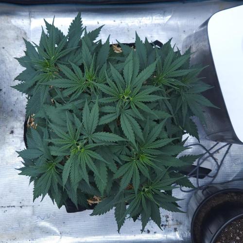 Butterbean Birdseed - Fast Flowering LSO. Week 4 - UBC Chemo (Day 33)
