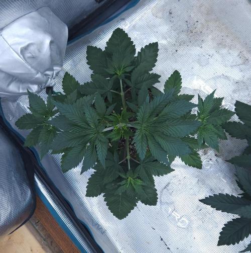 Butterbean Birdseed - Fast Flowering LSO. Week 4 - Rockstar Kush (Day 24)