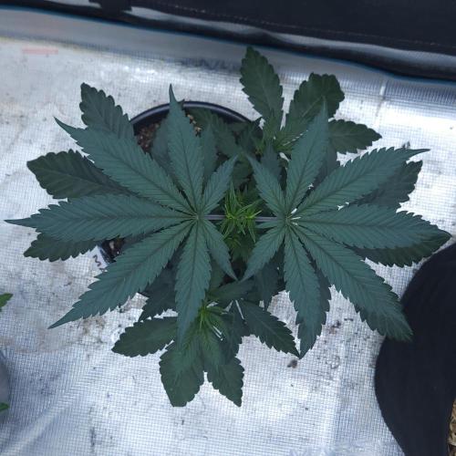 Butterbean Birdseed - Fast Flowering LSO. Week 4 - Faster Master (Day 24)