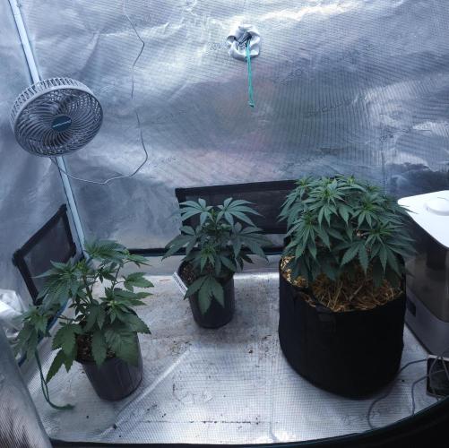 Butterbean Birdseed - Fast Flowering LSO. Week 4 - 02/26/26
