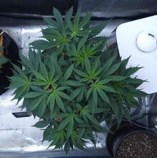 Butterbean Birdseed - Fast Flowering LSO. Week 4 - UBC Chemo (Day 35)