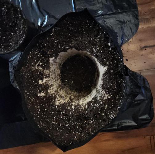 Butterbean Birdseed - Fast Flowering LSO. Week 4 - Rockstar Kush (Day 26)