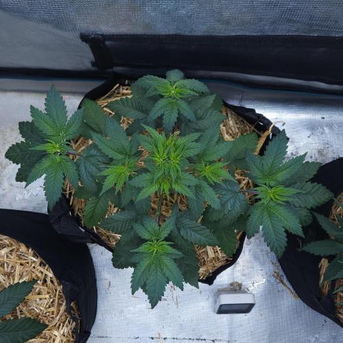 Butterbean Birdseed - Fast Flowering LSO. Week 4 - Rockstar Kush (Day 26)