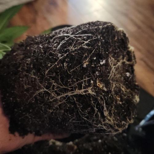 Butterbean Birdseed - Fast Flowering LSO. Week 4 - Faster Master (Day 26)