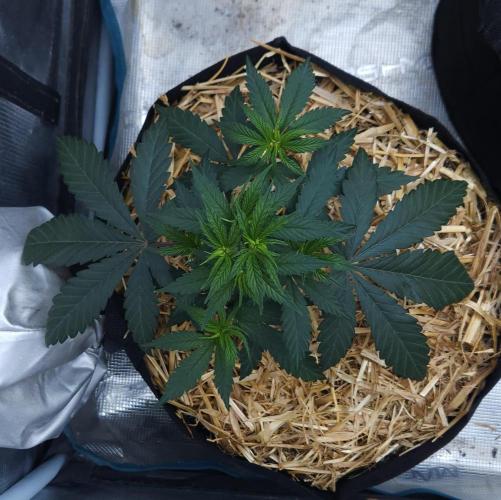 Butterbean Birdseed - Fast Flowering LSO. Week 4 - Faster Master (Day 26)