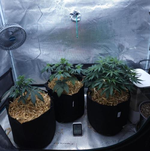 Butterbean Birdseed - Fast Flowering LSO. Week 4 - 02/28/26