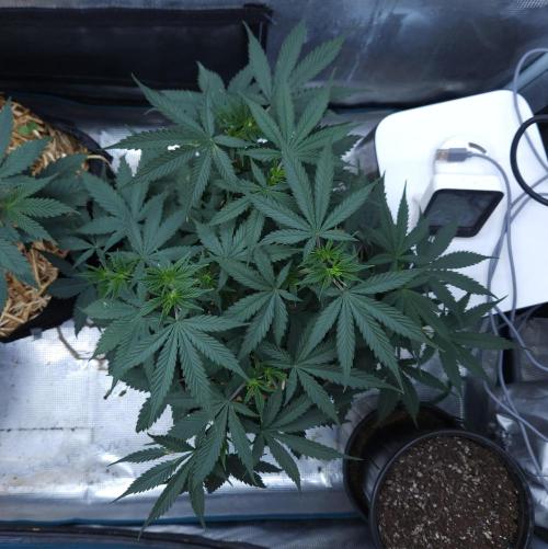 Butterbean Birdseed - Fast Flowering LSO. Week 5 - UBC Chemo (Day 42)