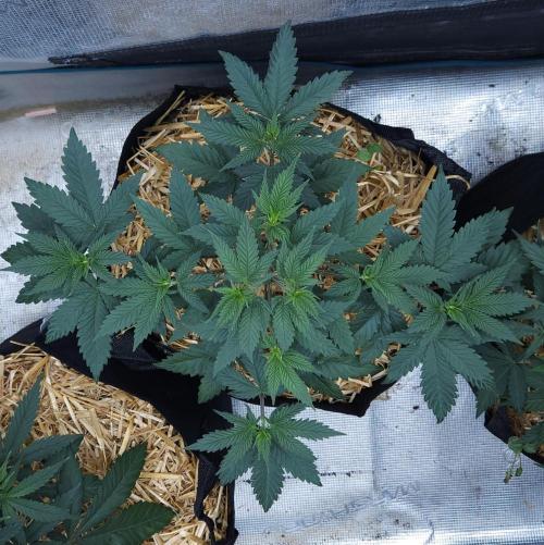 Butterbean Birdseed - Fast Flowering LSO. Week 5 - Rockstar Kush (Day 33)