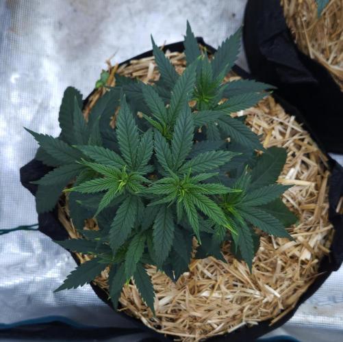 Butterbean Birdseed - Fast Flowering LSO. Week 5 - Faster Master (Day 33)