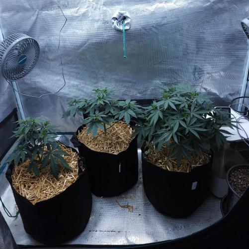 Butterbean Birdseed - Fast Flowering LSO. Week 5 - 03/07/26