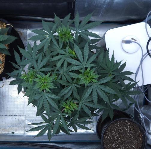 Butterbean Birdseed - Fast Flowering LSO. Week 5 - UBC Chemo (Day 43)