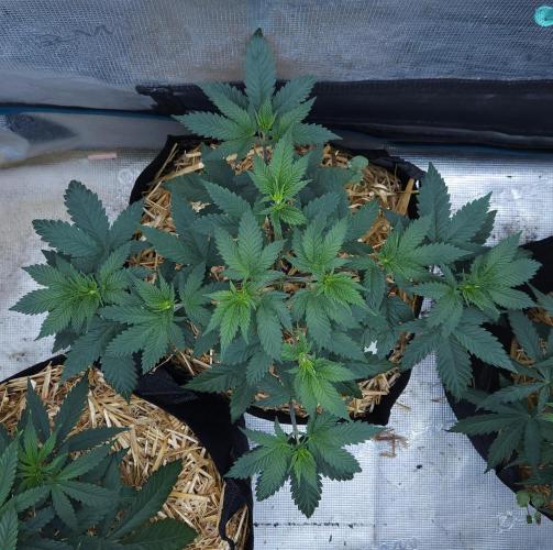 Butterbean Birdseed - Fast Flowering LSO. Week 5 - Rockstar Kush (Day 34)