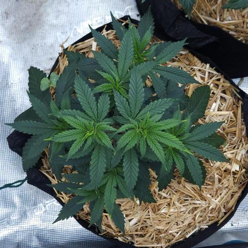 Butterbean Birdseed - Fast Flowering LSO. Week 5 - Faster Master (Day 34)