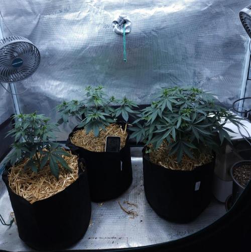 Butterbean Birdseed - Fast Flowering LSO. Week 5 - 03/08/26