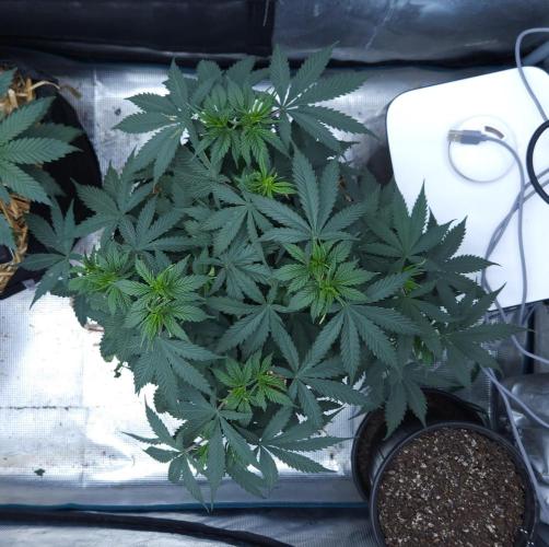 Butterbean Birdseed - Fast Flowering LSO. Week 6 - UBC Chemo (Day 45)