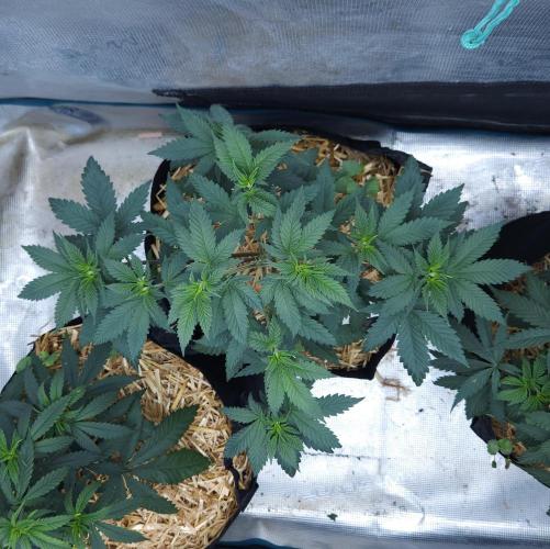 Butterbean Birdseed - Fast Flowering LSO. Week 6 - Rockstar Kush (Day 36)