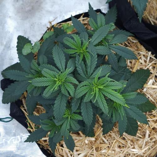 Butterbean Birdseed - Fast Flowering LSO. Week 6 - Faster Master (Day 36)