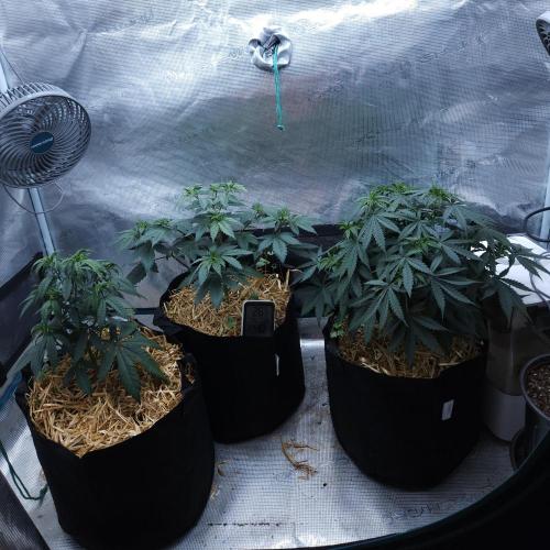 Butterbean Birdseed - Fast Flowering LSO. Week 6 - 03/10/26