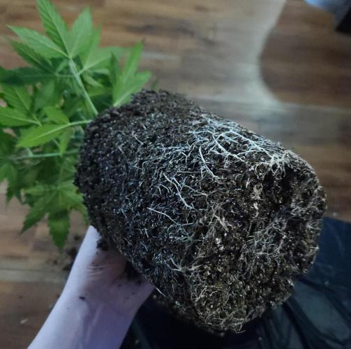 Butterbean Birdseed - Fast Flowering LSO. Week 6 - UBC Chemo Day 26 transplant without Monosilicic Acid prior to transplant 