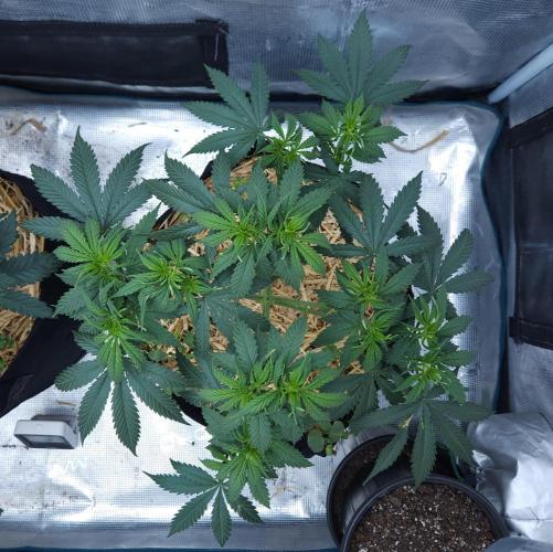 Butterbean Birdseed - Fast Flowering LSO. Week 6 - UBC Chemo (Day 49)
