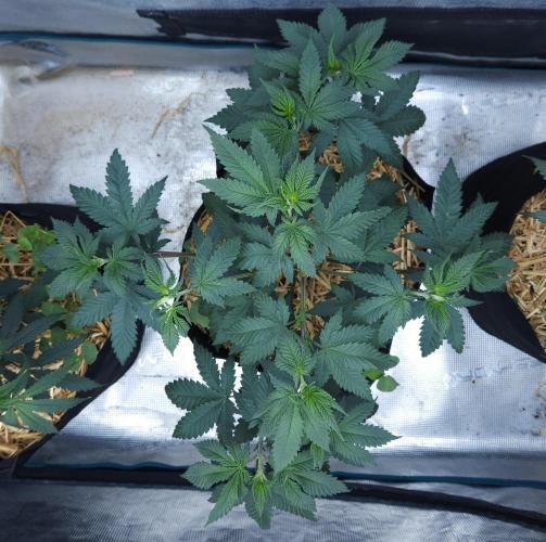 Butterbean Birdseed - Fast Flowering LSO. Week 6 - Rockstar Kush (Day 40)