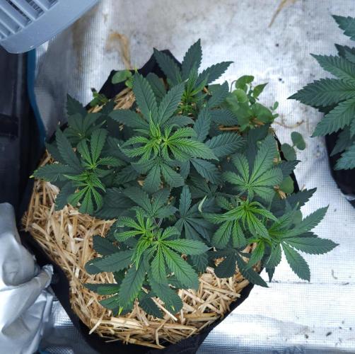Butterbean Birdseed - Fast Flowering LSO. Week 6 - Faster Master (Day 40)