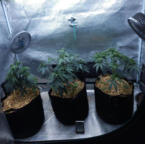 Butterbean Birdseed - Fast Flowering LSO. Week 6 - 03/14/26