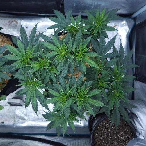 Butterbean Birdseed - Fast Flowering LSO. Week 6 - UBC Chemo (Day 51)