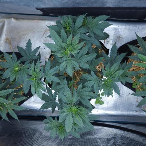 Butterbean Birdseed - Fast Flowering LSO. Week 6 - Rockstar Kush (Day 42)