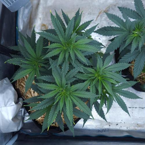 Butterbean Birdseed - Fast Flowering LSO. Week 6 - Faster Master (Day 42)